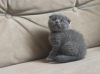 Photo №1. scottish fold - for sale in the city of Munich | 264$ | Announcement № 120386