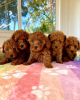 Photo №1. poodle (toy) - for sale in the city of Дортмунд | 687$ | Announcement № 48771