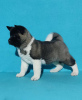 Photo №2 to announcement № 94854 for the sale of akita - buy in Serbia private announcement