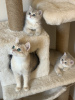 Photo №1. british shorthair - for sale in the city of Стамбул | negotiated | Announcement № 27056