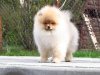 Photo №1. pomeranian - for sale in the city of Minsk | 270$ | Announcement № 99757
