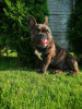 Photo №1. french bulldog - for sale in the city of Borisov | negotiated | Announcement № 11372