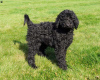 Photo №1. poodle (toy) - for sale in the city of Frisco | 650$ | Announcement № 63525