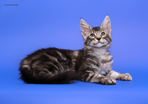 Additional photos: Maine Coon Kittens