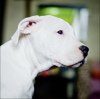 Additional photos: Dogo argentino puppies. Documents, tests, vaccinations, brands.