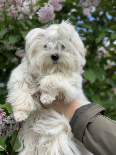 Photo №1. maltese dog - for sale in the city of Minsk | 340$ | Announcement № 2420
