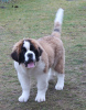 Photo №2 to announcement № 8641 for the sale of non-pedigree dogs - buy in Belarus from nursery