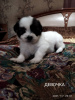 Photo №2 to announcement № 8675 for the sale of shih tzu - buy in Ukraine private announcement