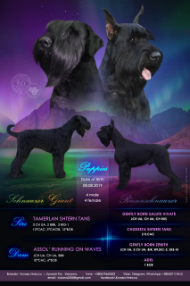Photo №4. I will sell giant schnauzer in the city of Krivoy Rog. breeder - price - 500$