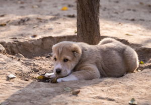 Photo №2 to announcement № 3831 for the sale of  - buy in Uzbekistan breeder