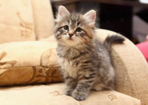 Photo №1. siberian cat - for sale in the city of Minsk | 142$ | Announcement № 486