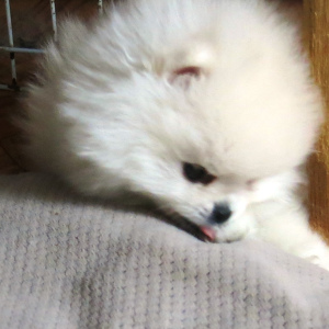Photo №2 to announcement № 5633 for the sale of pomeranian - buy in Russian Federation from nursery