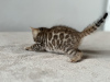 Additional photos: Bengal kittens from titled parents