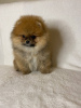 Photo №3. UPDATE**** on Pomeranian 4 LEFT AS OF 08/07 WILL BE UPDATED DAILY. Germany