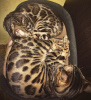 Additional photos: Bengal kitten