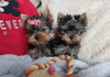 Photo №1. yorkshire terrier - for sale in the city of Stockholm | negotiated | Announcement № 113168