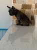Photo №1. french bulldog - for sale in the city of Duisburg | 402$ | Announcement № 99338