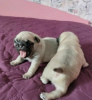 Photo №2 to announcement № 75784 for the sale of pug - buy in Lithuania private announcement, breeder