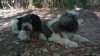 Additional photos: Puppy Polish Lowland Sheepdog Puppy - Polish Lowland Sheepdog FCI