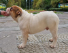 Photo №2 to announcement № 10940 for the sale of english bulldog - buy in Ukraine breeder