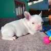 Photo №4. I will sell french bulldog in the city of Mecklenburgische Seenplatte. private announcement - price - 260$