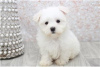 Photo №3. Cute Maltese puppies available for free adoption. Germany