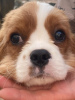 Photo №4. I will sell cavalier king charles spaniel in the city of Berlin. private announcement - price - 1585$