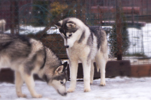 Photo №2 to announcement № 4713 for the sale of siberian husky - buy in Russian Federation breeder