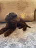 Photo №4. I will sell poodle (dwarf) in the city of Kiev. private announcement - price - negotiated