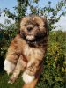 Photo №2 to announcement № 73049 for the sale of lhasa apso, shih tzu - buy in Estonia private announcement, from nursery, breeder