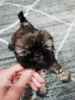 Additional photos: Purebred Shih Tzu puppies.