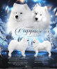 Photo №2 to announcement № 9778 for the sale of samoyed dog - buy in Russian Federation breeder