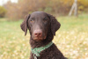 Photo №4. I will sell curly-coated retriever in the city of St. Petersburg. private announcement - price - negotiated