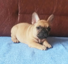 Additional photos: French bulldog puppies