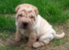 Photo №1. shar pei - for sale in the city of Stockholm | 414$ | Announcement № 11341