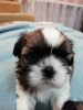 Additional photos: Purebred Shih Tzu puppies.