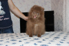 Photo №4. I will sell pomeranian in the city of Petrozavodsk. private announcement - price - 519$