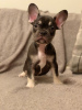 Photo №4. I will sell french bulldog in the city of Essen. private announcement, breeder - price - 423$