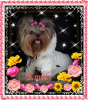 Photo №4. I will sell yorkshire terrier in the city of Krakow. breeder - price - 1955$