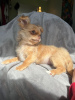 Photo №3. long haired chihuahua. United States