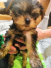 Additional photos: Yorkie baby face puppies