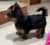 Photo №1. yorkshire terrier - for sale in the city of Budapest | Is free | Announcement № 120808