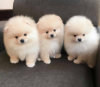 Photo №1. pomeranian - for sale in the city of Гамбург | 211$ | Announcement № 115792