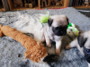 Photo №3. Healthy pug puppies with excellent pedigrees.. Germany
