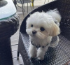 Photo №1. maltese dog - for sale in the city of Dusseldorf | 423$ | Announcement № 99739