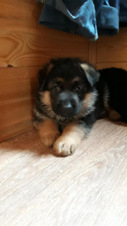 Photo №3. I offer very beautiful puppies of a German shepherd of a black - red color. Russian Federation