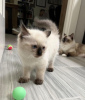 Photo №1. ragdoll - for sale in the city of Indianapolis | 300$ | Announcement № 55581