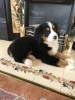 Photo №3. Cute Bernese Mountain puppies for free adoption. Germany