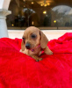 Photo №4. I will sell dachshund in the city of Helsinki. private announcement, breeder - price - 475$