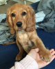 Photo №1. english cocker spaniel - for sale in the city of Bern | 475$ | Announcement № 80034